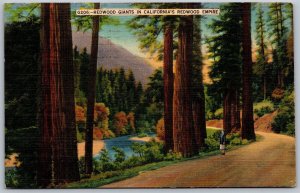 Vtg Redwood Giant Trees In California's CA Redwood Empire 1940s View Postcard