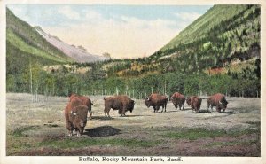 Banff Canada~Rocky Mountain Park-Wild Buffalo Grazing~1920s Postcard