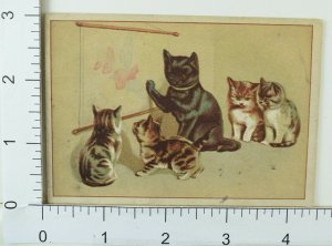 Victorian Trade Card Anthropomorphic Cat Teaching Adorable Kittens Map F64