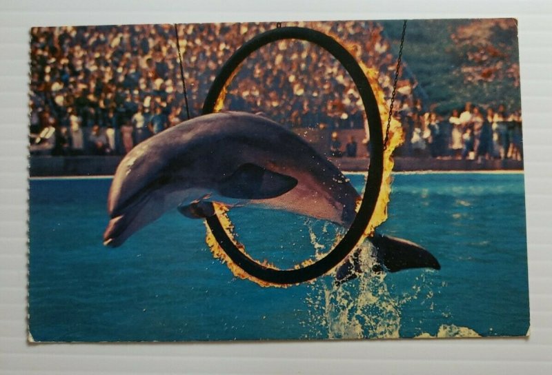 Vintage Postcard Marineland Of The Pacific bottle nose dolphin ring of fire  388