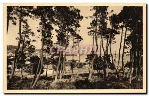 Old Postcard Sainte Maxime Sur Mer La Pinede