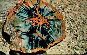 Arizona Petrified Wood Found On Hwy 66 Near Holbrook