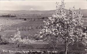 Oregon Ashland Pear Blossoms Rogue River Valley 1907