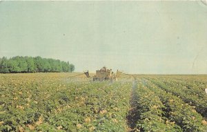 US5503 new brunswick potato in bloom upper saint john river valley canada