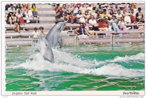Dolphin Tail Walk, Dolphin Show, Sea World, San Diego, California, 50-70's