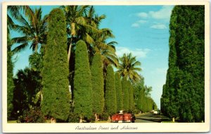 M-61511 An Avenue Of Australian Pines And Hibiscus In Tropical Florida