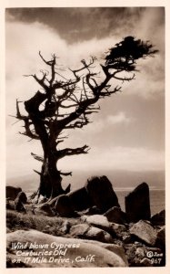 California 17 Mile Drive Wind Blown Cypress Real Photo