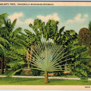 1934 Nr. Miami, Fla. Traveler's Tree (Ravenala Madagascariensis) C.E Landes A226