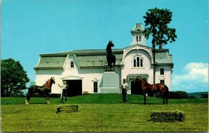 Vtg Waybridge VT Morgan Horse Farm University of Vermont 1950s Postcard