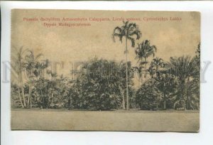 432766 Singapore Botanical Garden palms and plants Vintage postcard