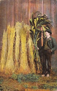 Wheat and Corn Growing in Washington Farming 1909 postcard