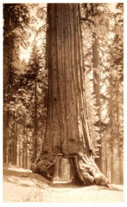 California   Wawona  Mariposa Big Tree Grove