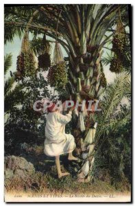 Old Postcard The Palms Palm harvest dates