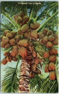 Postcard - A Coconut Tree in Florida