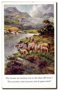 Old Postcard Fancy Sheep sheep