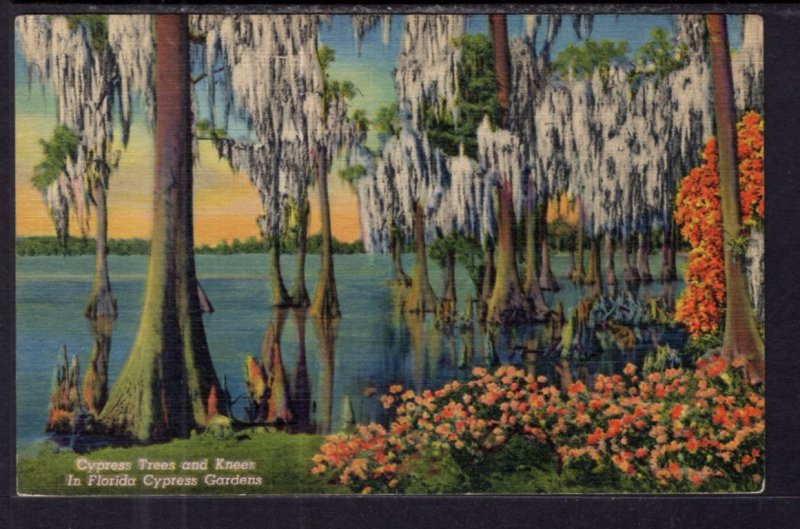 Cypress Trees and Knees,Cypress Gardens,FL