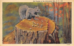 Nut Cracker Squirrel / Chipmunks / Woodchucks Adirondack Mountains, New York,...