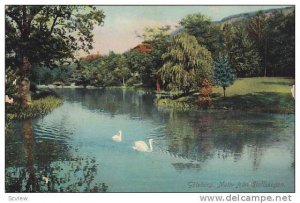 Swans, Motiv Fran Slottskogen, Goteborg, Sweden, 1900-1910s