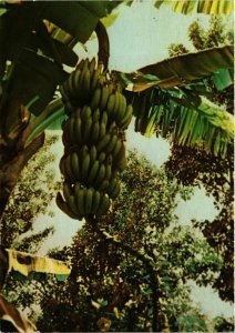 CPM A l'oree de la foret, bananier&regime de bananes GUADELOUPE (839362)