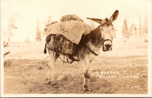 Real Photo Postcard A Nevada Desert Canary Donkey Jackass Reno