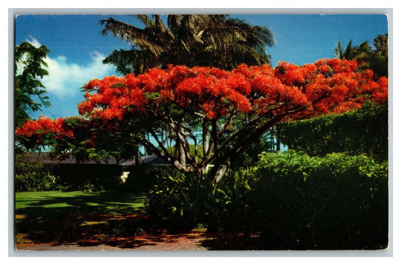 The Flame Tree Royal Poinciana Hawaii Vintage Standard View Postcard 