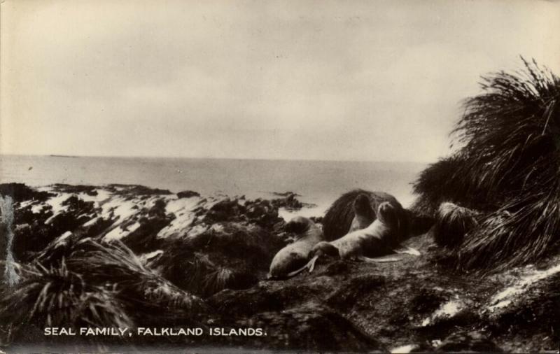 Falkland Islands, Seal Family (1910s) Les Hardy RPPC