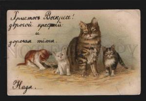 3076362 Family of Charming KITTENS Vintage color RPPC 1904 year