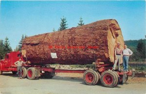 8 Postcards, Logging Trucks Carrying Loads of Logs, California-Oregon-Washington