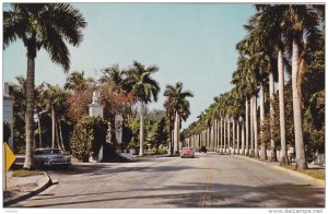 Stately Royal Palms, Classic Cars, FORT MYERS, Florida, 40-60's