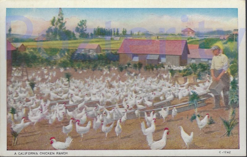 A CALIFORNIA CHICKEN RANCH SOUTHERN CALIFORNIA