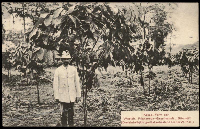 Germany 1909 Kamerun Bibundi Plantation Postcard PPC  Used Hamburg 85092