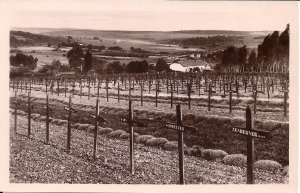 RPPC WWI Argonne, German Soldier Graves, Mass Graves, Crosses, Cemetery