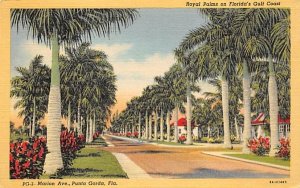 Royal Palms on Florida's Gulf Coast  
