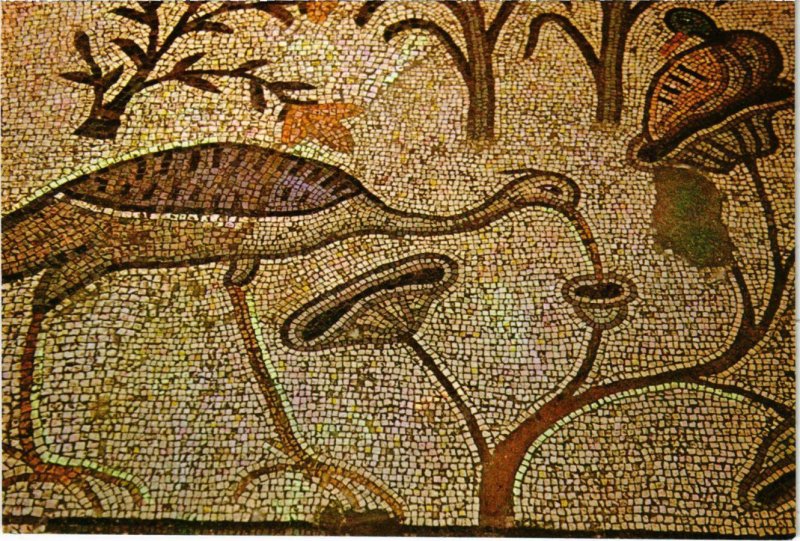 CPM Tabgha - Church of the Multiplication - Byzantine Mosaic ISRAEL (1030415)
