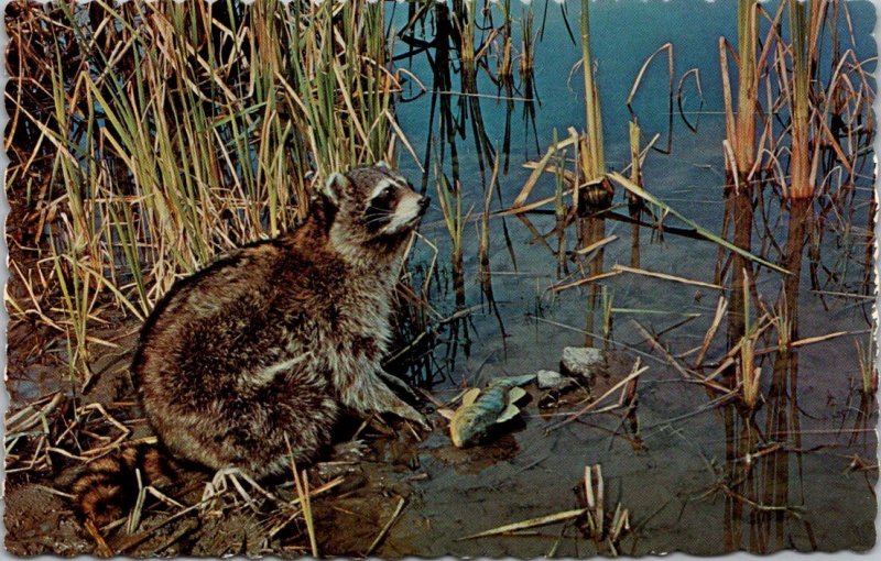 Maine - Raccoon Feeding Along Lake Edge - [ME-232]