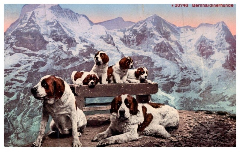 Dog , Saint  Bernard ,   adults and puppies , mountains