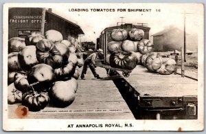 RPPC c1920s Annapolis Royal Exaggerated Loading Tomatoes Railroad Station