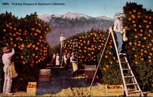 California Picking Oranges In Southern California