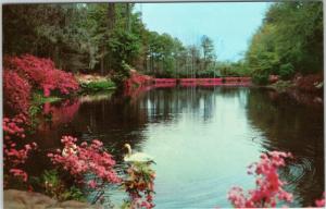 Bellingrath Gardens Mobile Alabama   - Swan on Mirror Lake