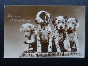 Dalmatian Dog Greetings FOUR DALMATIAN PUPPIES c1933 RP Postcard