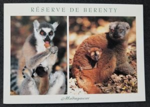 [AG] P769 Madagascar Monkey Ring Tailed Lemur Fauna Wildlife (postcard) *New