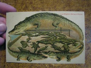 Vintage Alligator Border Postcard Alligators, Natives of Florida Langsdorf #S596