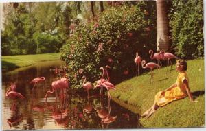 Flamingos Hibiscus Women in Yellow dress at Jungle Gardens, Sarasota Florida