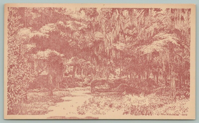 Orangeburg South Carolina~Edisto Gardens~Forest~c1950 Postcard 