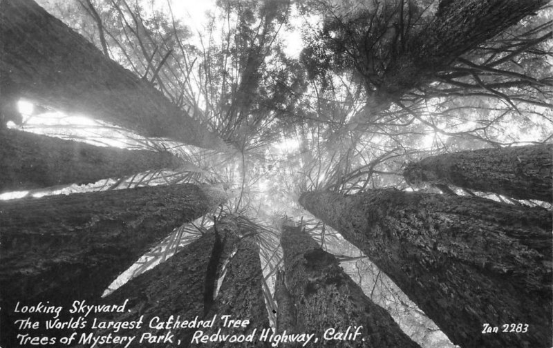 RPPC Cathedral Tree, Trees of Mystery Park Redwood Hwy Zan Photo c1940s Postcard