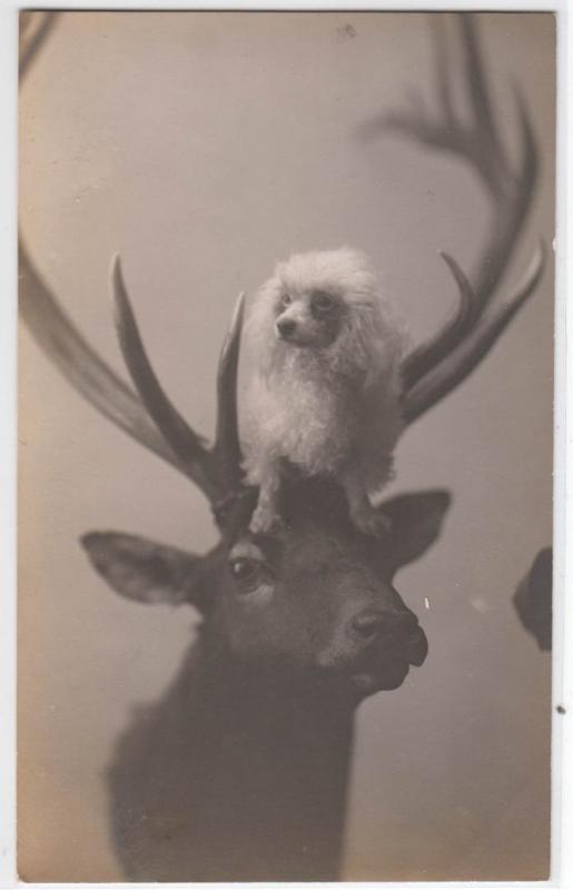 RPPC, Deer with A Poodle Dog Sitting on Head