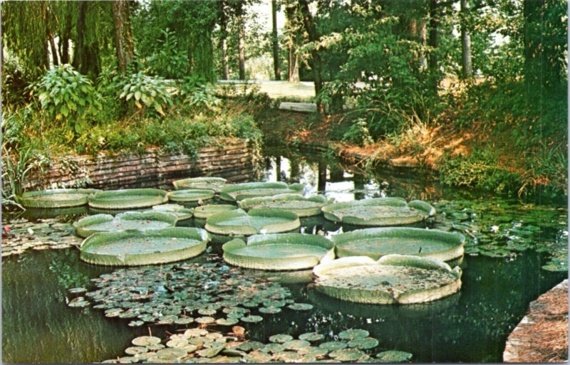 Postcard Louisiana - Hodges Gardens - South American Victorias