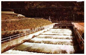 Fish Ladder At Bonneville Dam Oregon Fishing Postcard