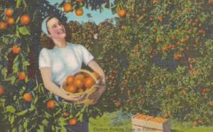 Orange Picking Time In Florida Curteich
