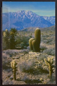 A Desert Panorama, Cholla Cactus